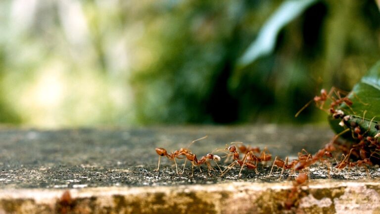 ants-2809019_960_720