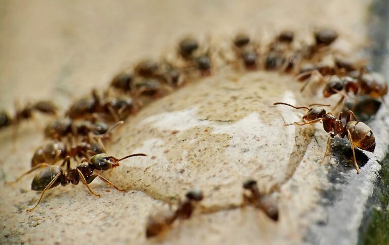 ants-4637999_960_720